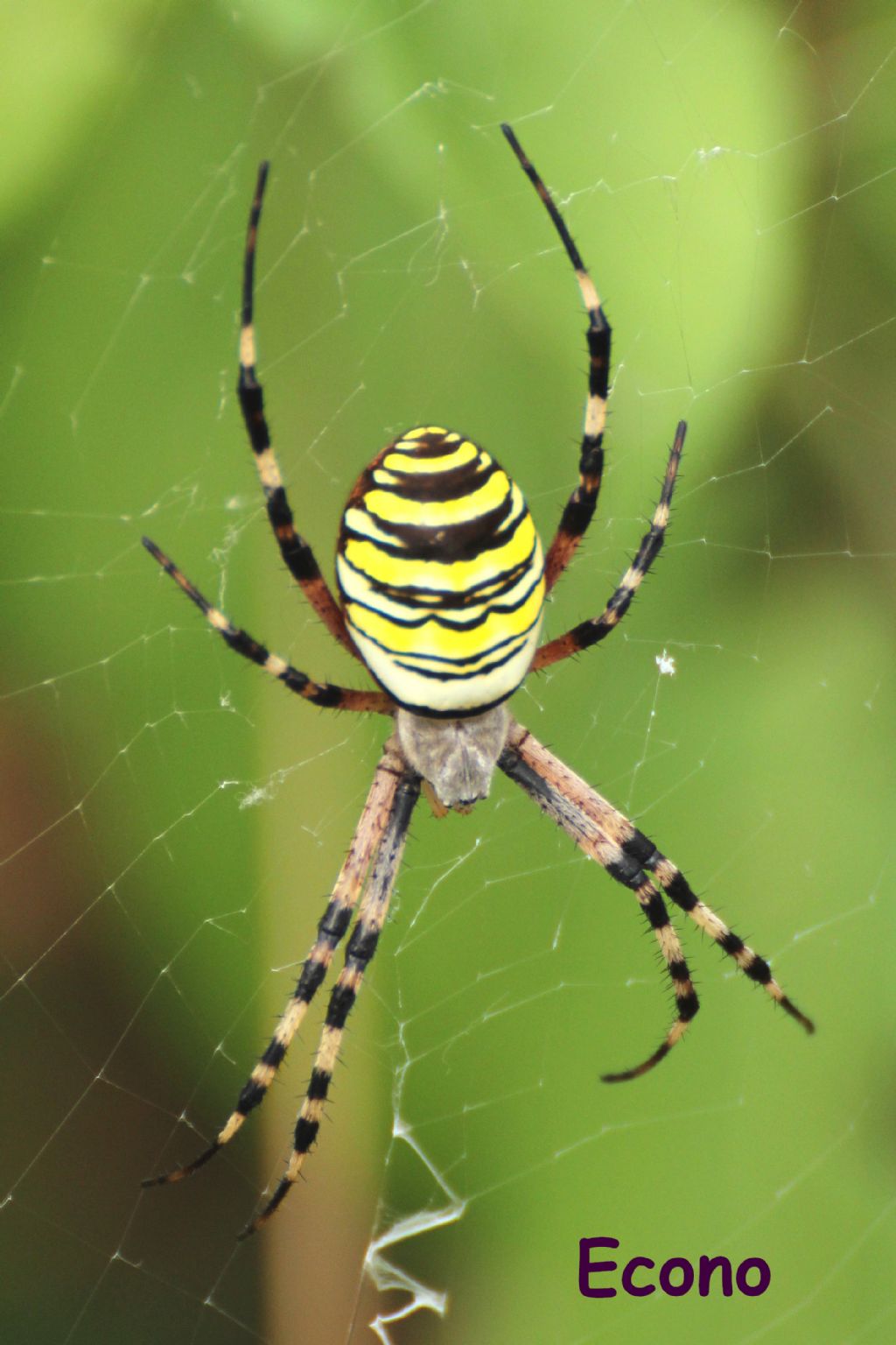 Argiope bruennichi - Savogna D''Isonzo (GO)